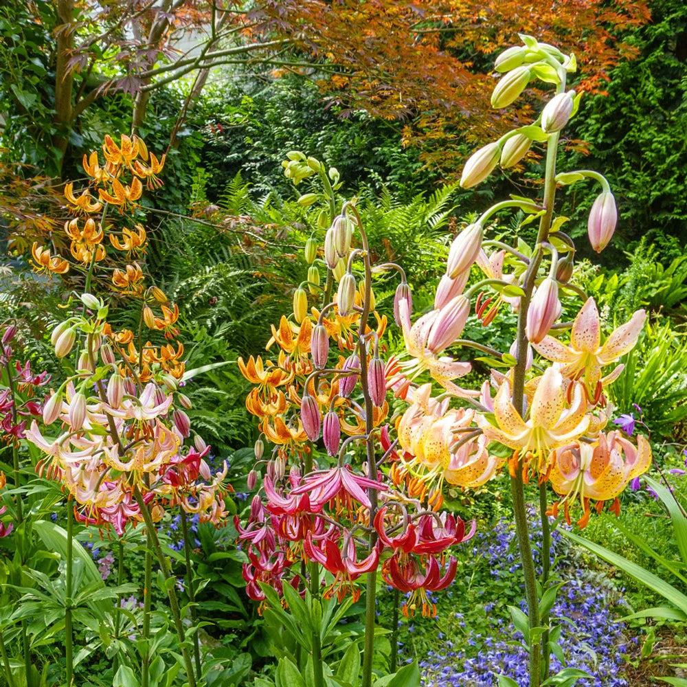 morning lily flower Martagon Lily Mixture