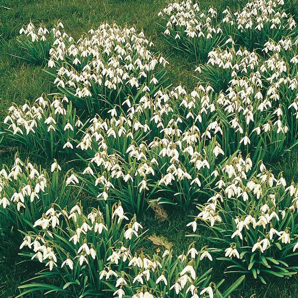 snowdrop flower vs lily of the valley Snowdrops (Galanthus nivalis)