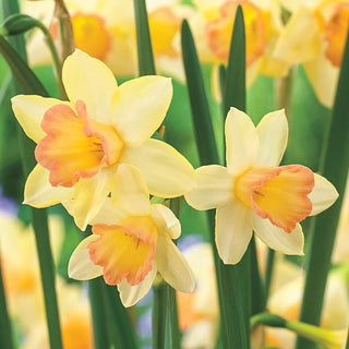 Jonquilla Daffodil Blushing Lady