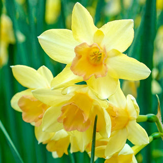 Jonquilla Daffodil Blushing Lady