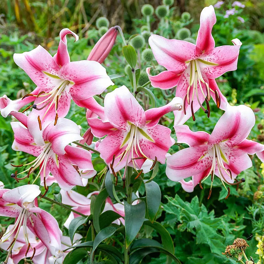 asiatic lily in florida Giant Orienpet Lily Anastasia