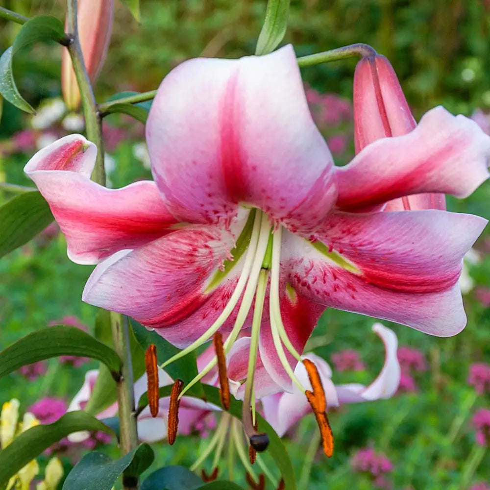 lily tree flower Giant Orienpet Lily Anastasia
