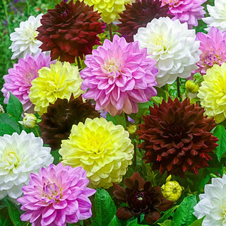 Summer Breeze Dahlia Blend