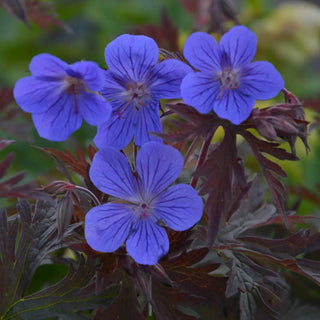 Geranium Kaya