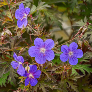Geranium Kaya