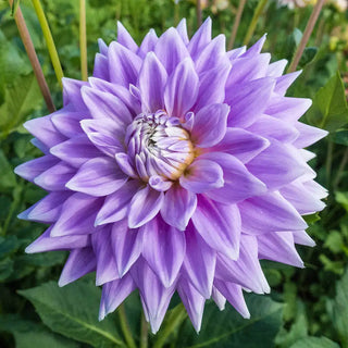 Dinnerplate Dahlia Ferncliff Inspiration