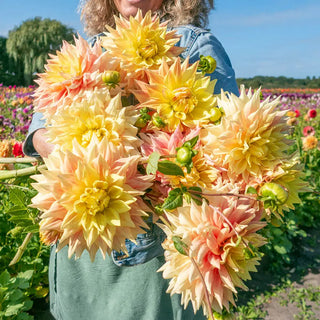 Dinnerplate Dahlia Advance