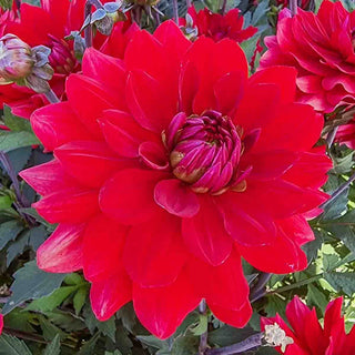 Karma Dahlia Amora®