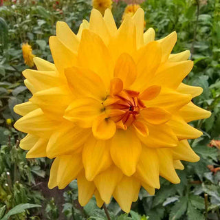 Karma Dahlia Gold