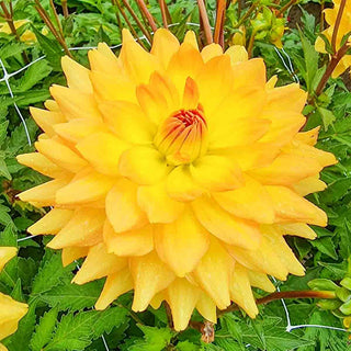 Karma Dahlia Gold