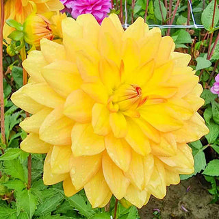 Karma Dahlia Gold