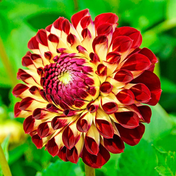 Dahlia Jowey Joshua | K. van Bourgondien