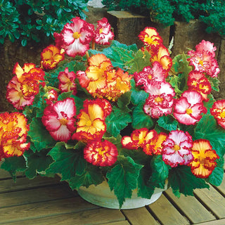 Crispa Marginata Begonia Mixed