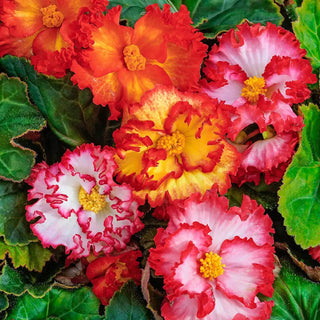 Crispa Marginata Begonia Mixed