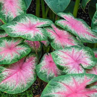 Caladium Kathleen