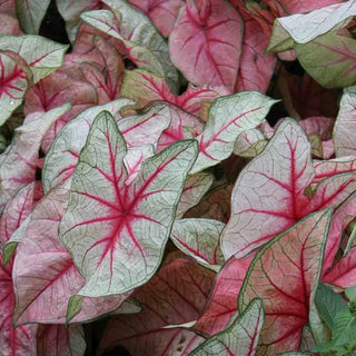 Caladium White Queen