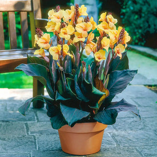 Dwarf Canna Louis Cottin