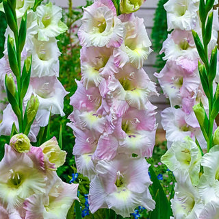 Gladiolus Candy Floss