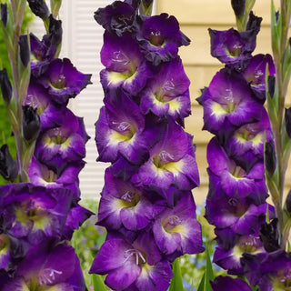 Gladiolus Lola Montez