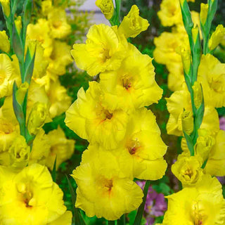 Gladiolus Bananarama