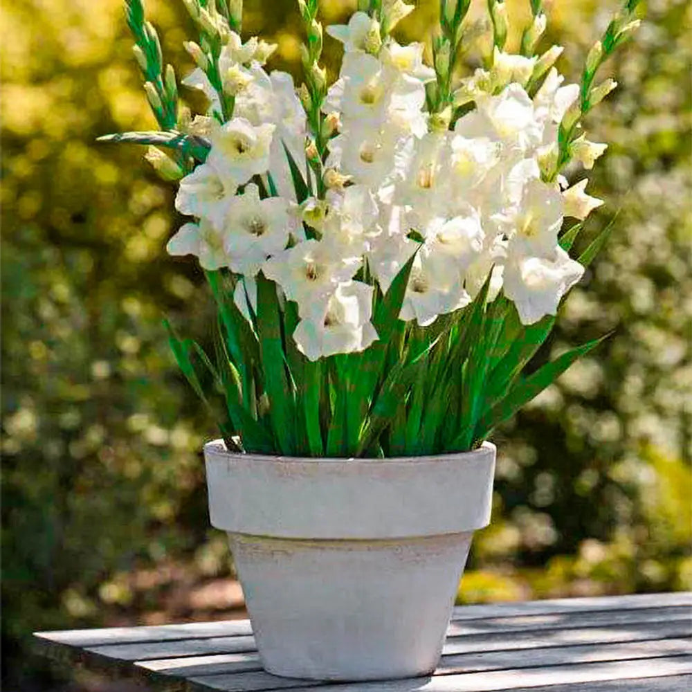 Glamini Gladiolus Blondie | K. van Bourgondien