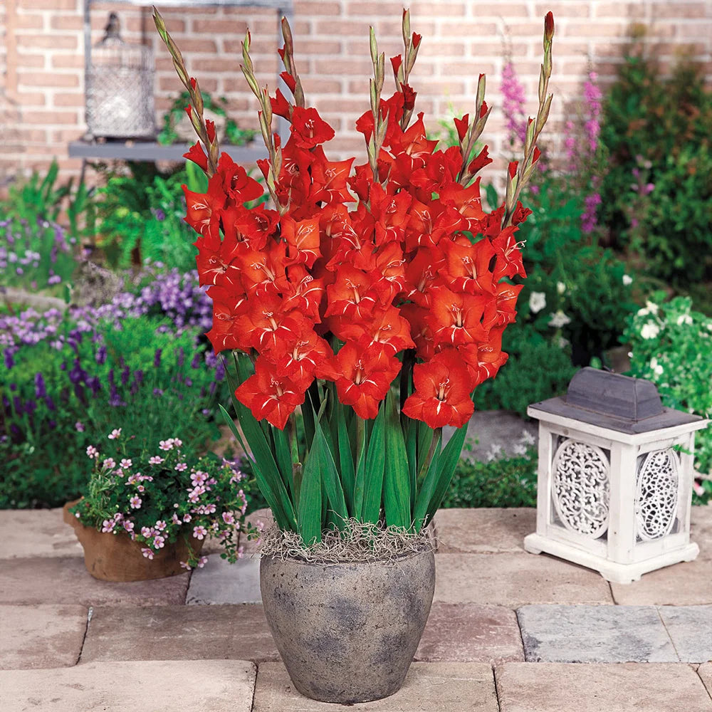 can you plant gladiolus in a pot Glamini® Gladiolus Patty