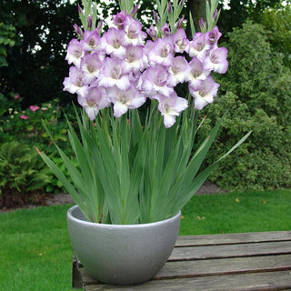 Glamini Gladiolus Luca