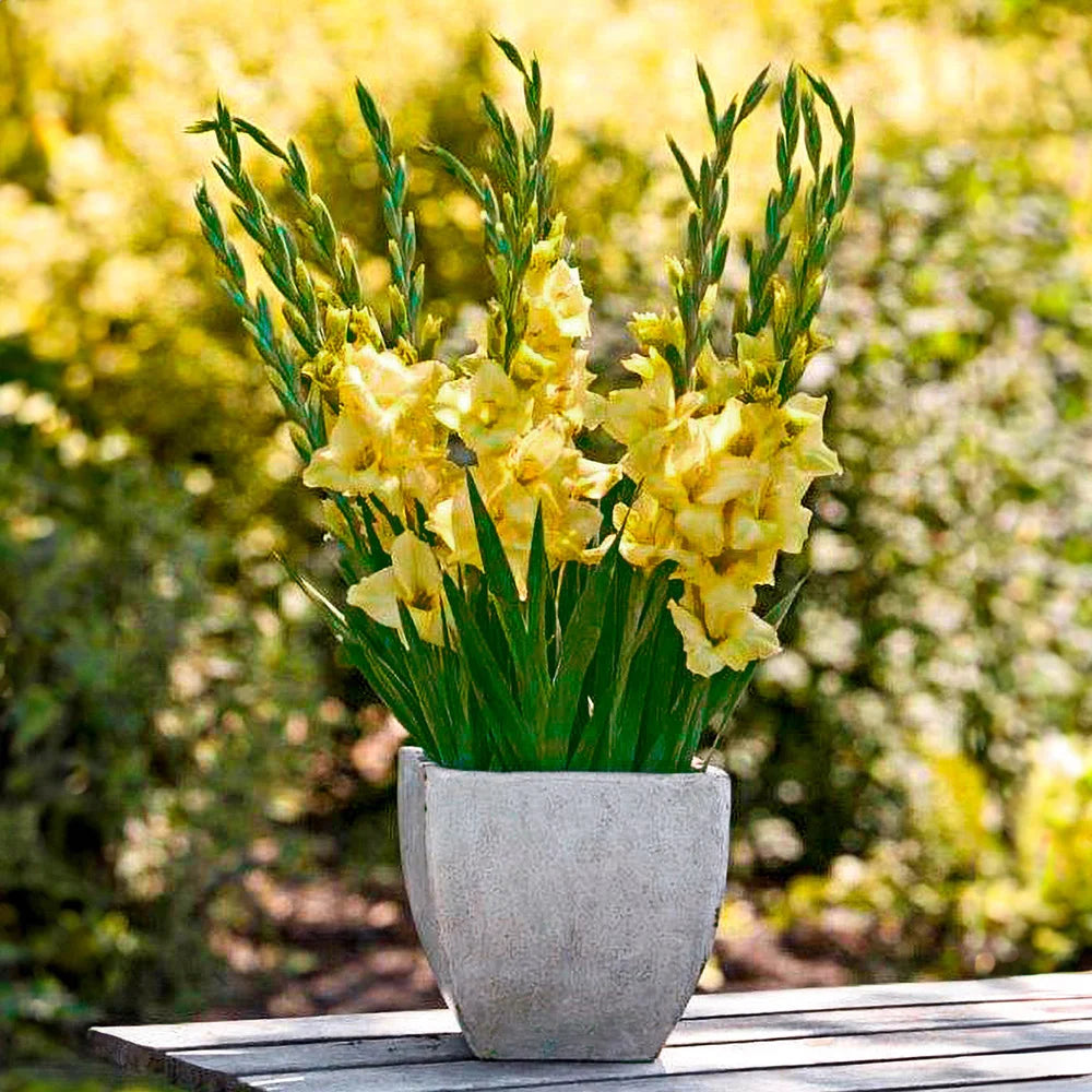 Glamini Gladiolus Silvia | K. van Bourgondien