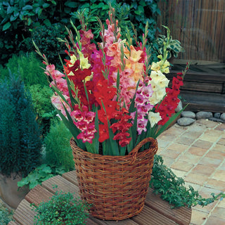 Glamini® Gladiolus Mixed