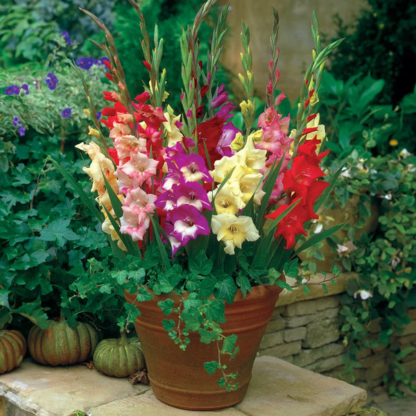 can i plant gladioli in pots Glamini® Gladiolus Mixed