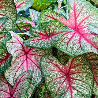 Caladium Mrs. F.M. Joyner