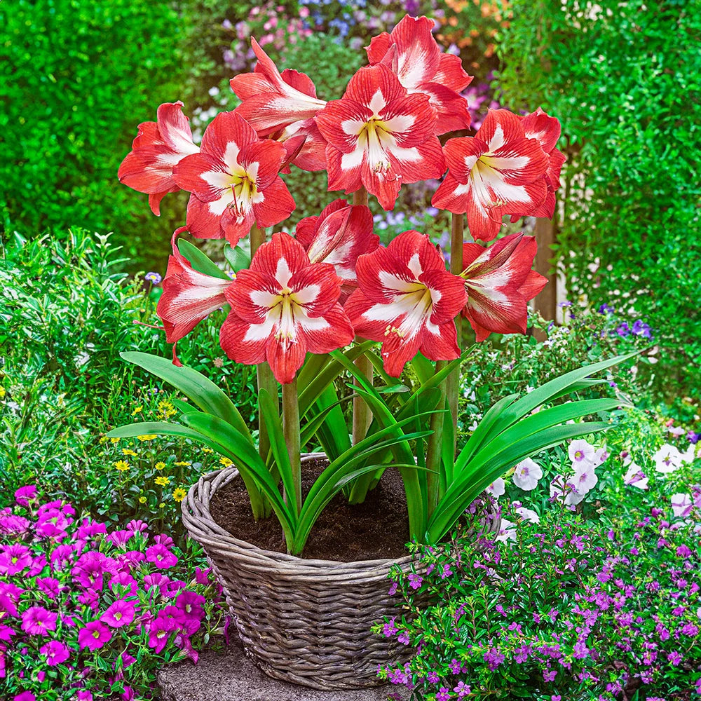 are amaryllis indoor or outdoor plants Hardy Garden Amaryllis Eye Catcher