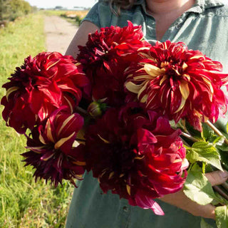 Giant Dinnerplate Dahlia Bohemian Spartacus