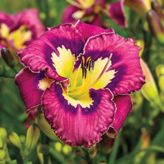 Daylily Catcher in the Eye