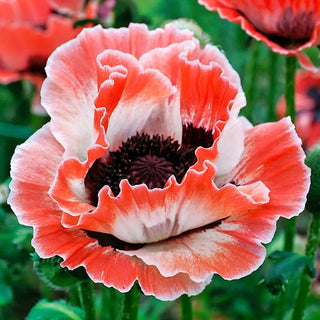 Papaver orientale Carnival