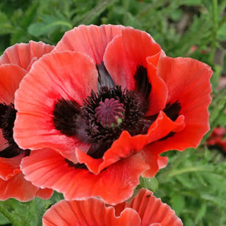 Papaver orientale Carnival
