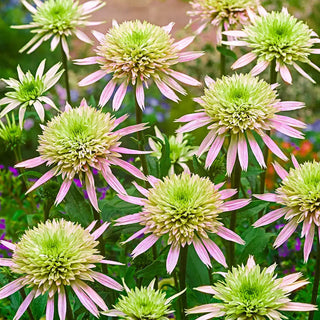 Echinacea Cherry Fluff