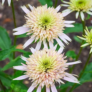 Echinacea Cherry Fluff