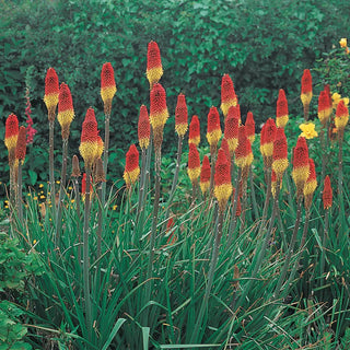 Kniphofia Royal Standard