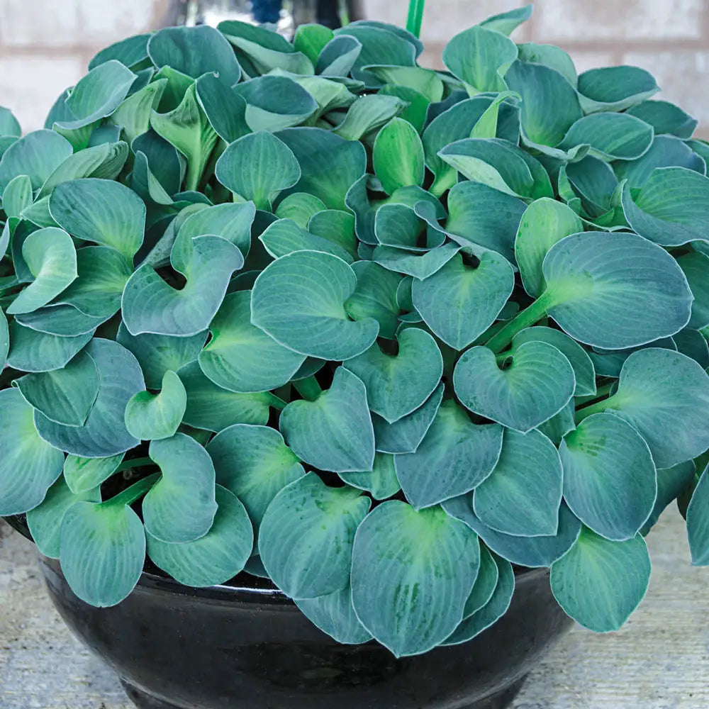 hostas elephant ear plants Mini Hosta Blue Mouse Ears