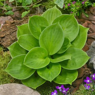 Mini Hosta Monster Ears
