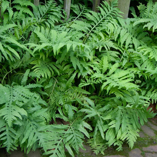 Sensitive Fern