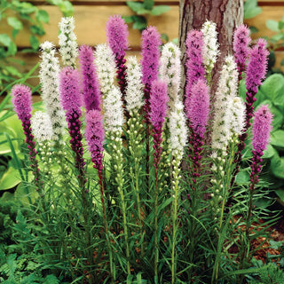 Liatris Mixture