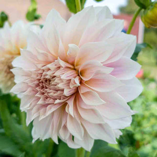 Dinnerplate Dahlia Café au Lait