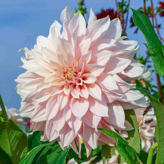 Dinnerplate Dahlia Café au Lait