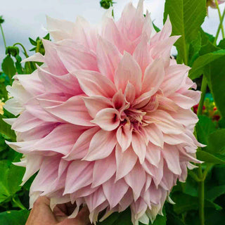 Dinnerplate Dahlia Café au Lait