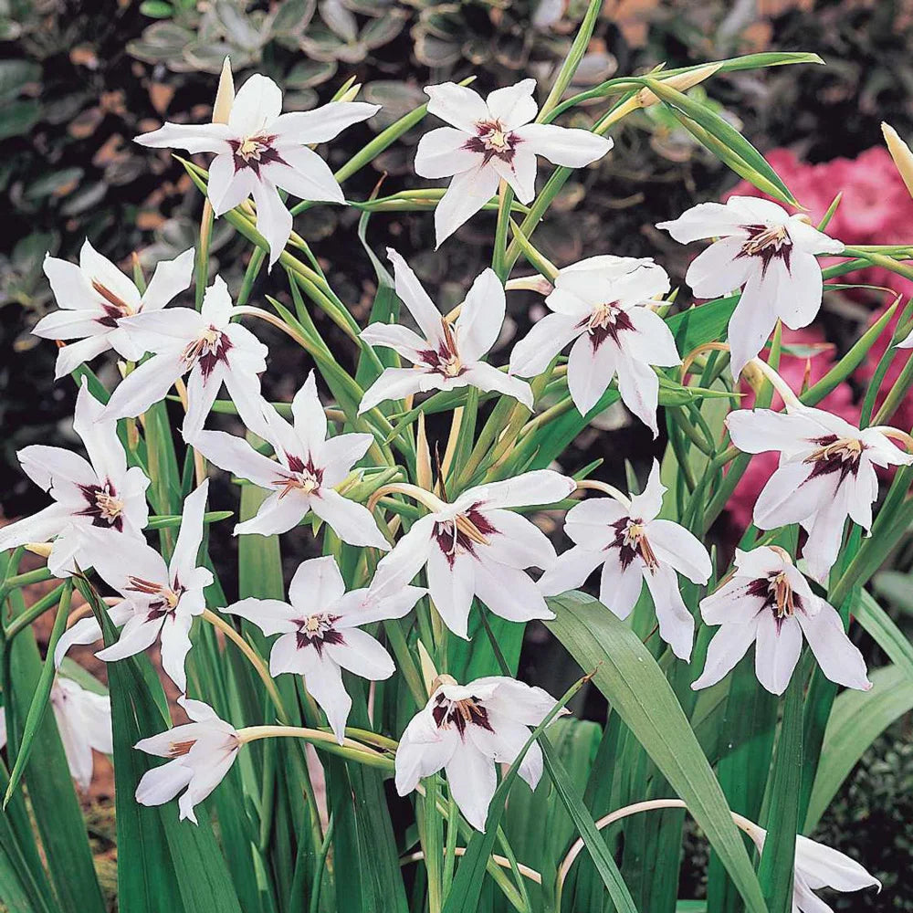 planting acidanthera bulbs in pots Abyssinian Gladiolus (Acidanthera)
