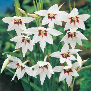 Abyssinian Gladiolus