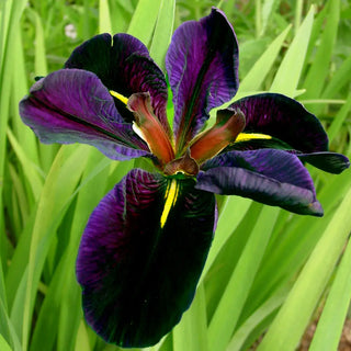 Louisiana Iris Black Gamecock