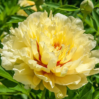 Itoh Peony Bartzella